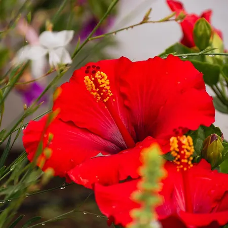 וילה Casa De Amanha 450 Mts To The With Beautiful Garden And Heated Saltwater Pool *