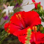 Villa Casa De Amanhã 450 Mts To The With Beautiful Garden&heated Saltwater Pool *